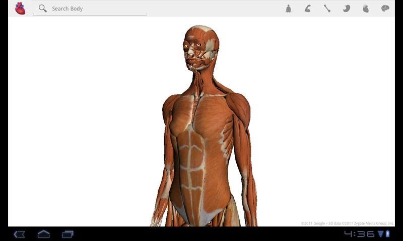 Body application. Android body. 3d Virtual Human Anatomy Studio.